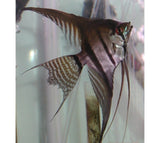 X5 Silver Veil Angel Fish - Sml/Med Approx 1"-2"-Freshwater Fish Package-www.YourFishStore.com