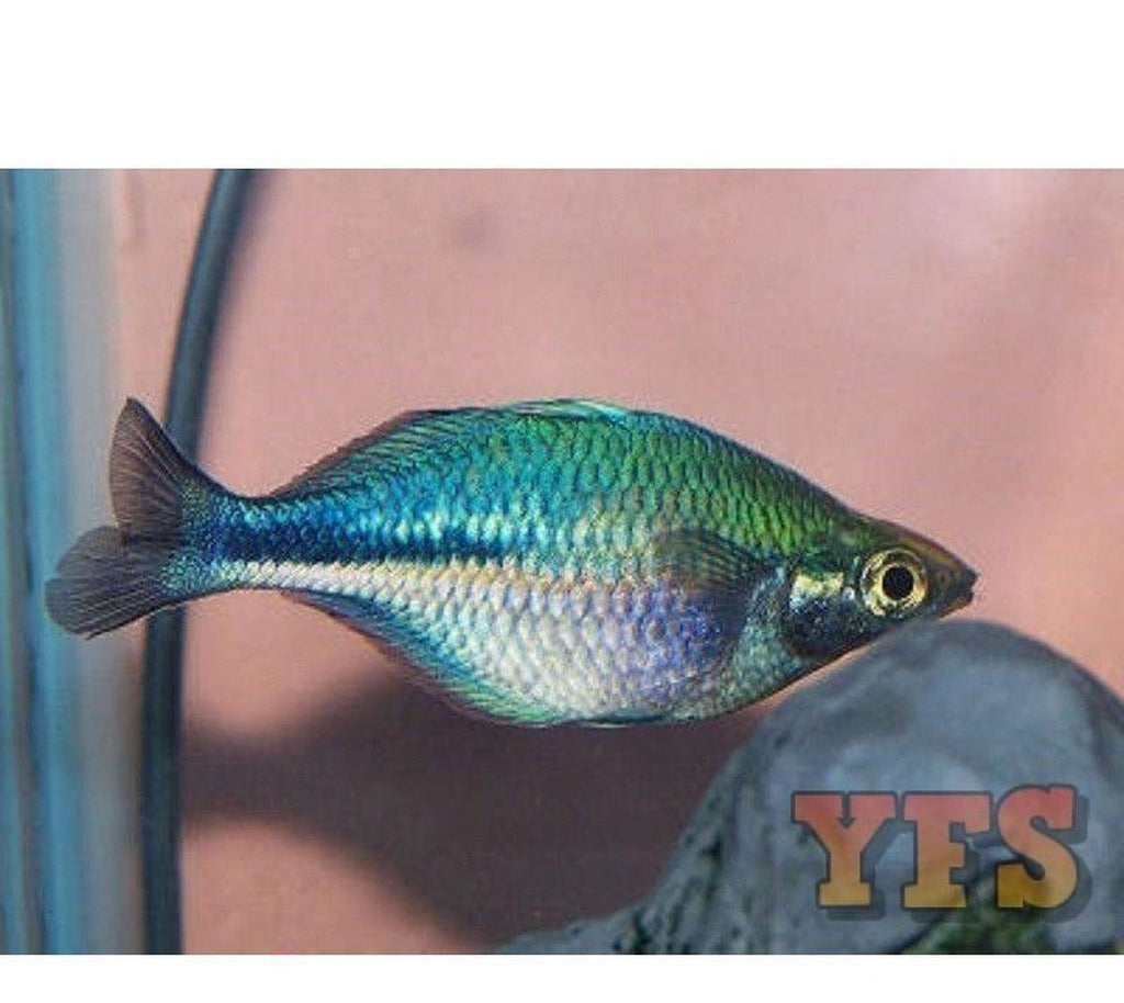X5 Turquoise Rainbow Med 1" - 2" Freshwater Fish Package