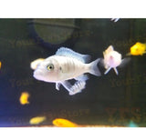 X50 African Cichlid Assorted Freshwater *Bulk-Freshwater Fish Package-www.YourFishStore.com
