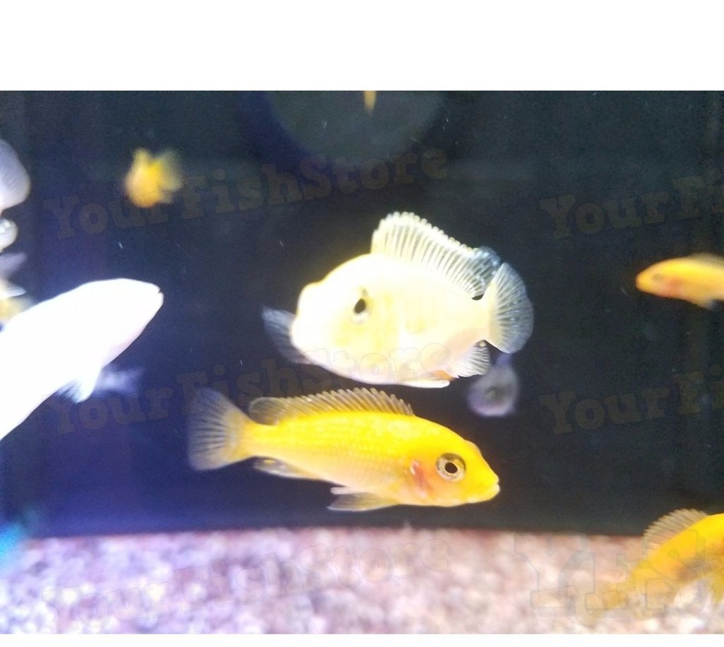 X50 African Cichlid Assorted Freshwater *Bulk only $188.54