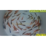X50 African Cichlid Assorted Freshwater + x10 Assorted Freshwater Plants-Freshwater Fish Package-www.YourFishStore.com