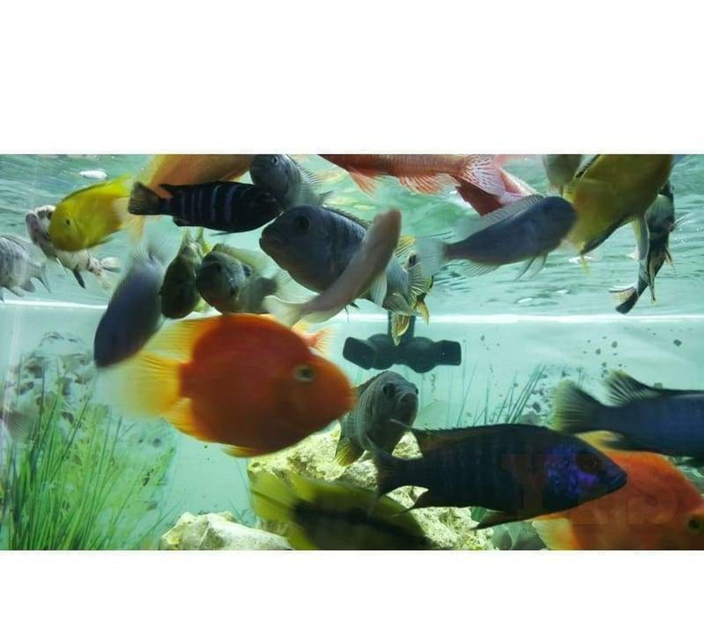 X50 Assorted South American Cichlids Sml/Med - Fresh Water *Bulk Save