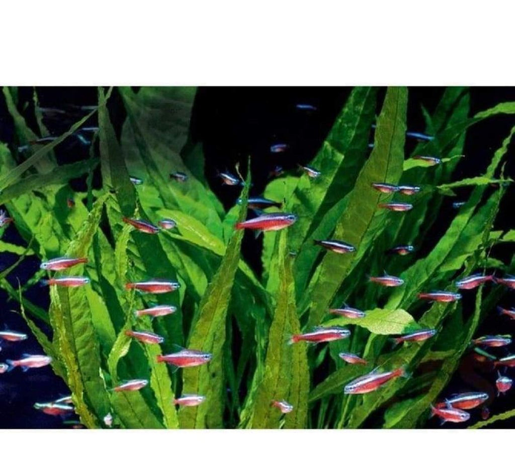 X50 Cardinal Tetra Fish - 1" - 2" Each + x10 Assorted Freshwater Plants - Freshwater Fish