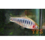 X50 Dwarf Emerald Rasbora 1/2" - 1 1/2" Each - Package - Freshwater Fish-Rasbora-www.YourFishStore.com