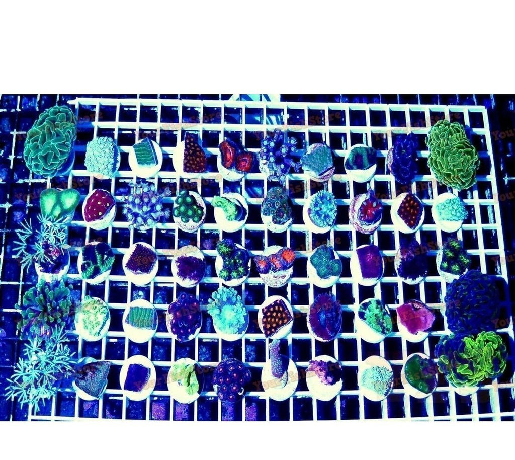 X50 Mixed Frag Package - Assorted Live Coral - * *Bulk Save* *Tank Filler*