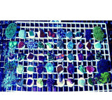 X50 Mixed Frag Package - Assorted Live Coral - * *Bulk Save* *Tank Filler*-frag packages-www.YourFishStore.com