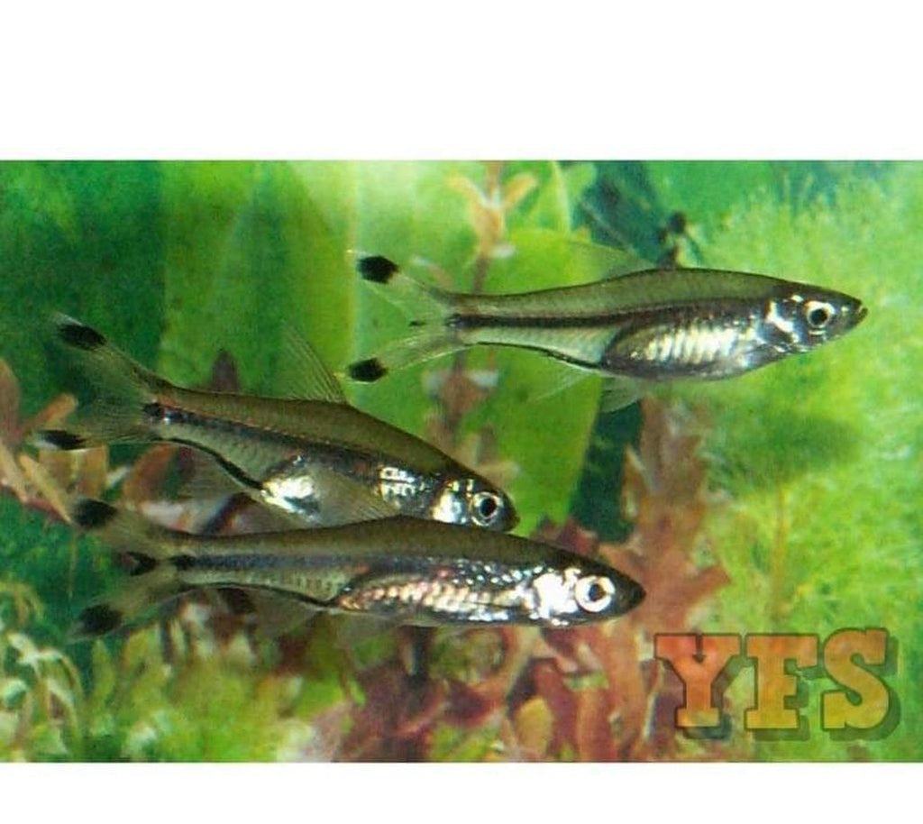 X50 Scissortail Rasbora 1/2" - 1 1/2" Each - Package - Freshwater Fish
