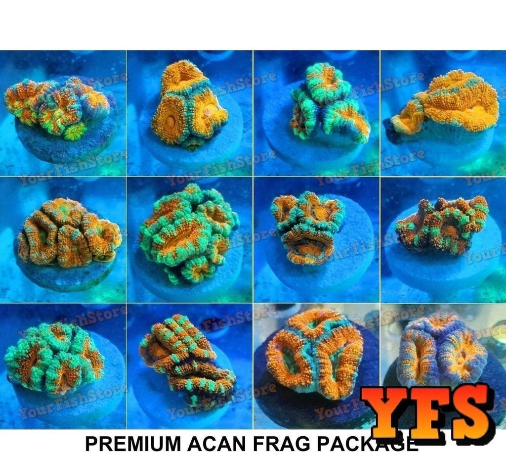 X6 Acan Lordhowensis Frag Package Assorted Live Coral *Bulk Save