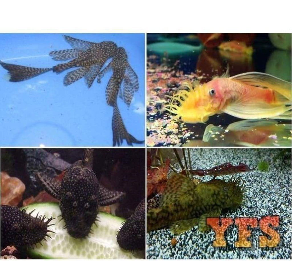 X6 Assorted Bristlenose Pleco Fish - Plecostomus - Sml/Med + x10 Assorted Plants