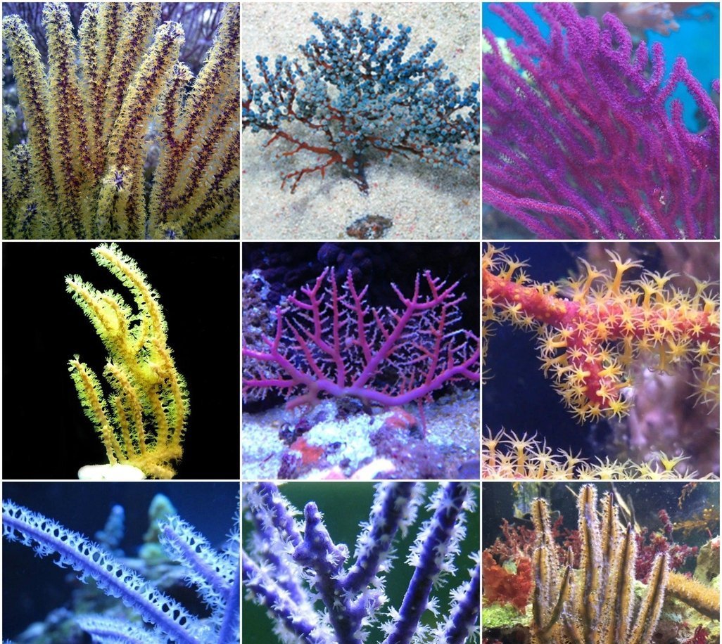 X6 Assorted Gorgonian Med 3" - 5" Package Live Coral *Bulk Save-frag packages-www.YourFishStore.com