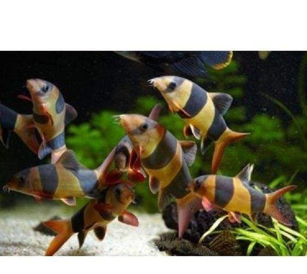 X6 Clown Loach Sml/Med 1" - 2 1/2" - Fish + x10 Assorted Freshwater Plants