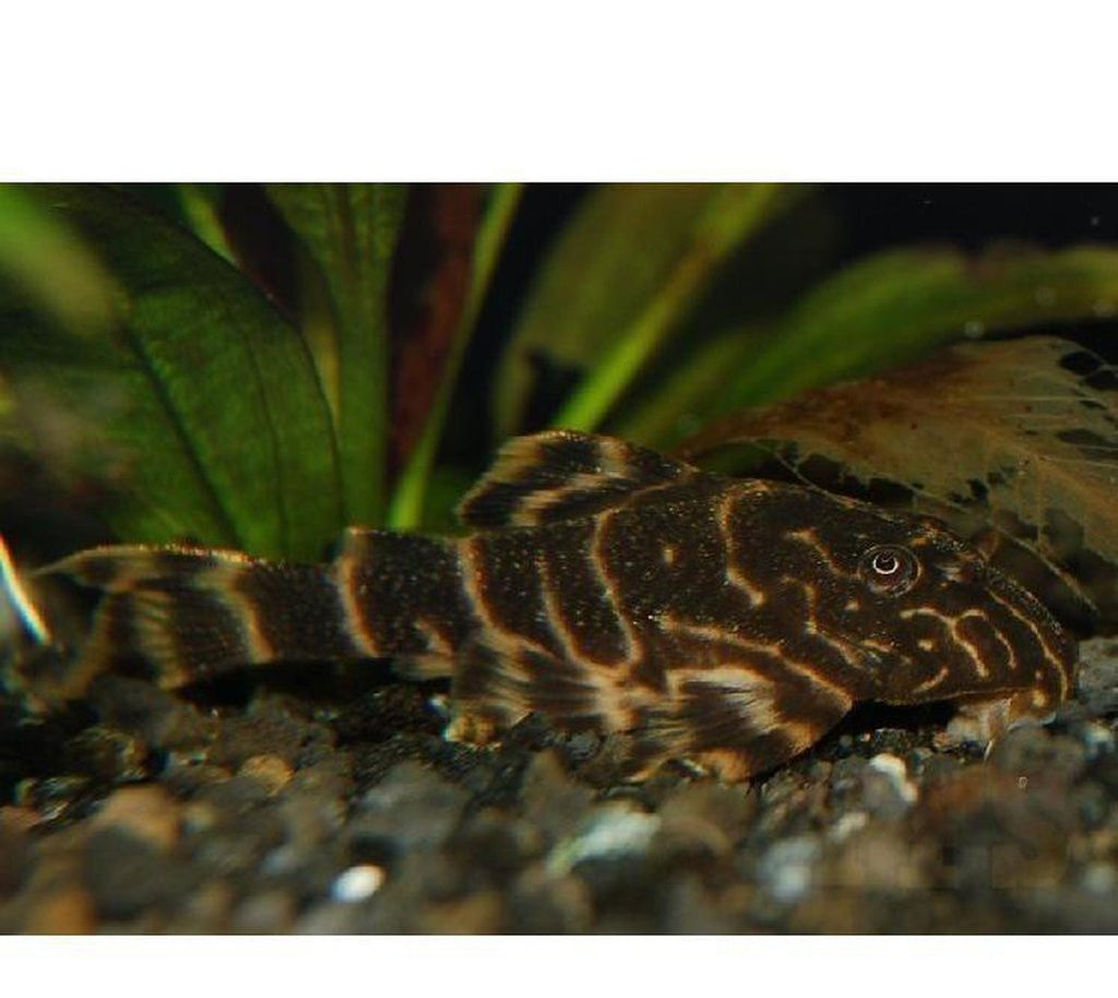X6 Clown Pleco - Panaque Sm/Med 1" - 2" Tank Cleaners!