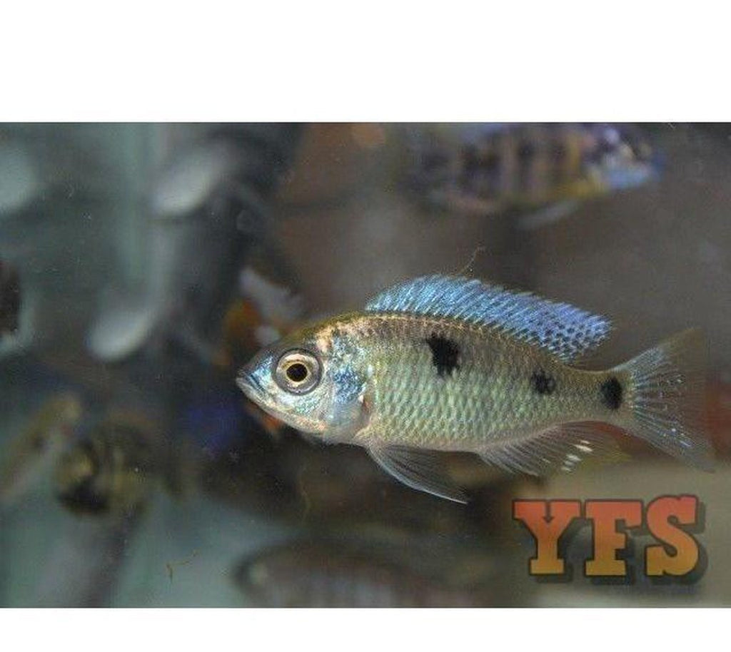 X6 Copadochromis Chrysonotus Cichlid Freshwater Sml/Med 1" - 2" Each