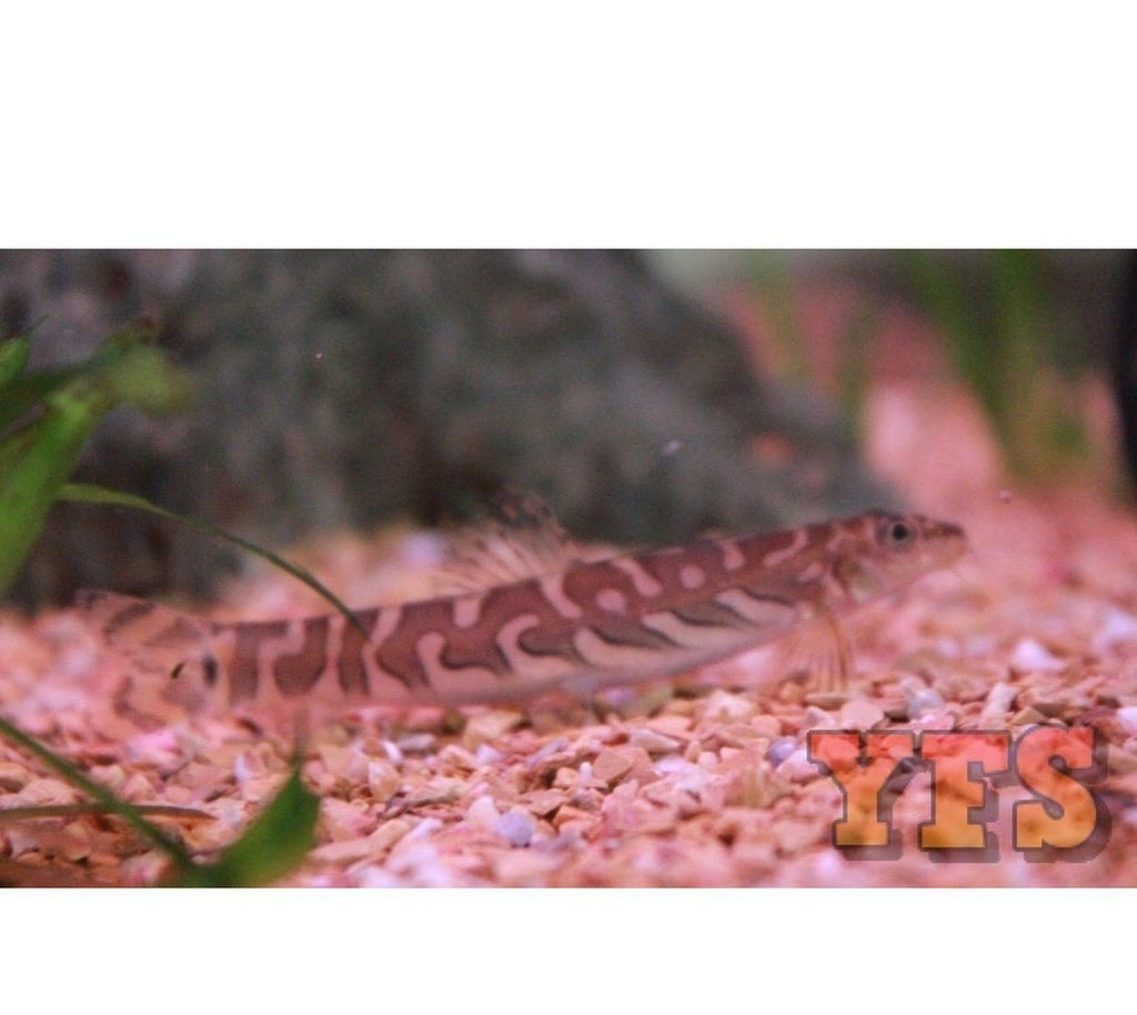 X6 Cyrtocara Moorii Cichlid Freshwater Sml/Med 1" - 2" Ea