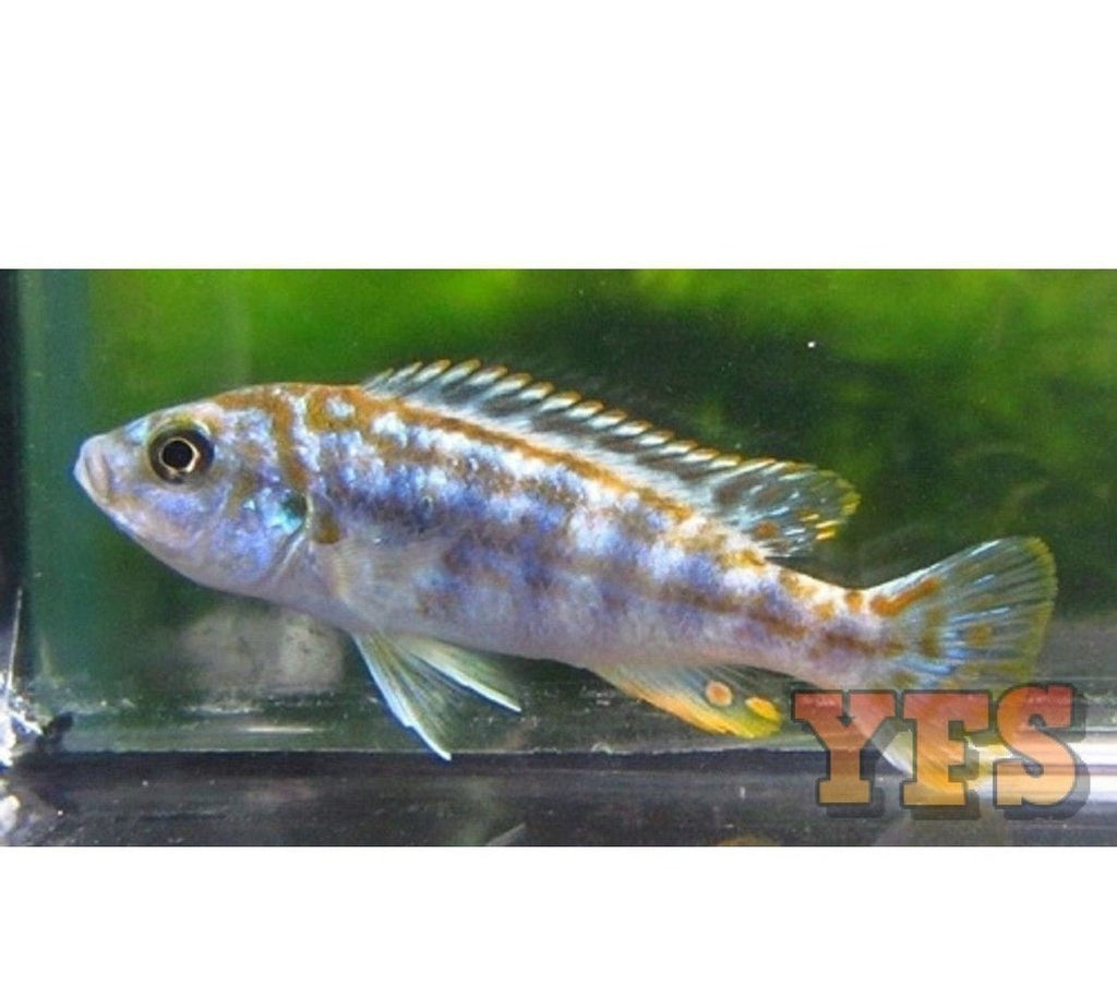 X6 Exasperatus Cichlid Freshwater Sml/Med 1" - 2" Each
