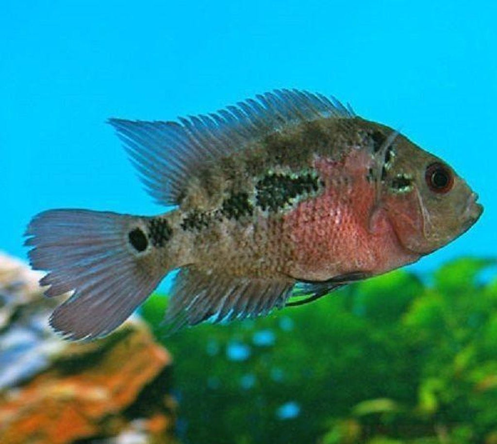 X6 Flowerhorn Cichlids Sml/Med 1" - 2" Each Freshwater Fish