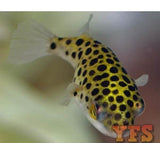 X6 Leopard Freshwater Puffer Lrg-Freshwater Fish Package-www.YourFishStore.com