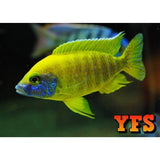 X6 Sunshine Peacock Cichlids - 1" - 2" Each - Freshwater Fish-Freshwater Fish Package-www.YourFishStore.com