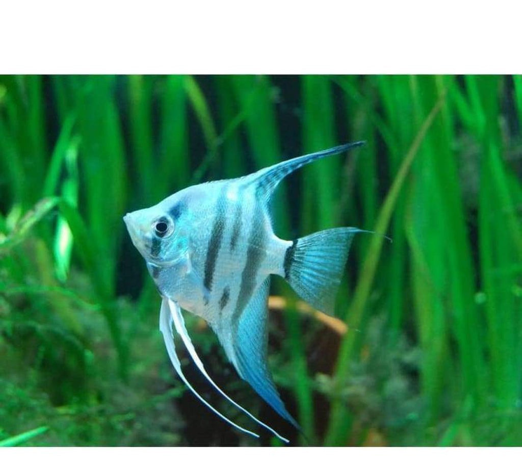 X6 Zebra Blue Angel Fish Sml/Med 1"-2" Fresh Water