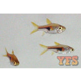 X75 Hengelli Rasbora 1/2" - 1 1/2" Each - Package - Freshwater Fish-Rasbora-www.YourFishStore.com