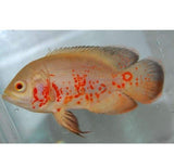X8 Albino Tiger Oscar Sm/Med 1" - 2" Each - Freshwater Package-Freshwater Fish Package-www.YourFishStore.com