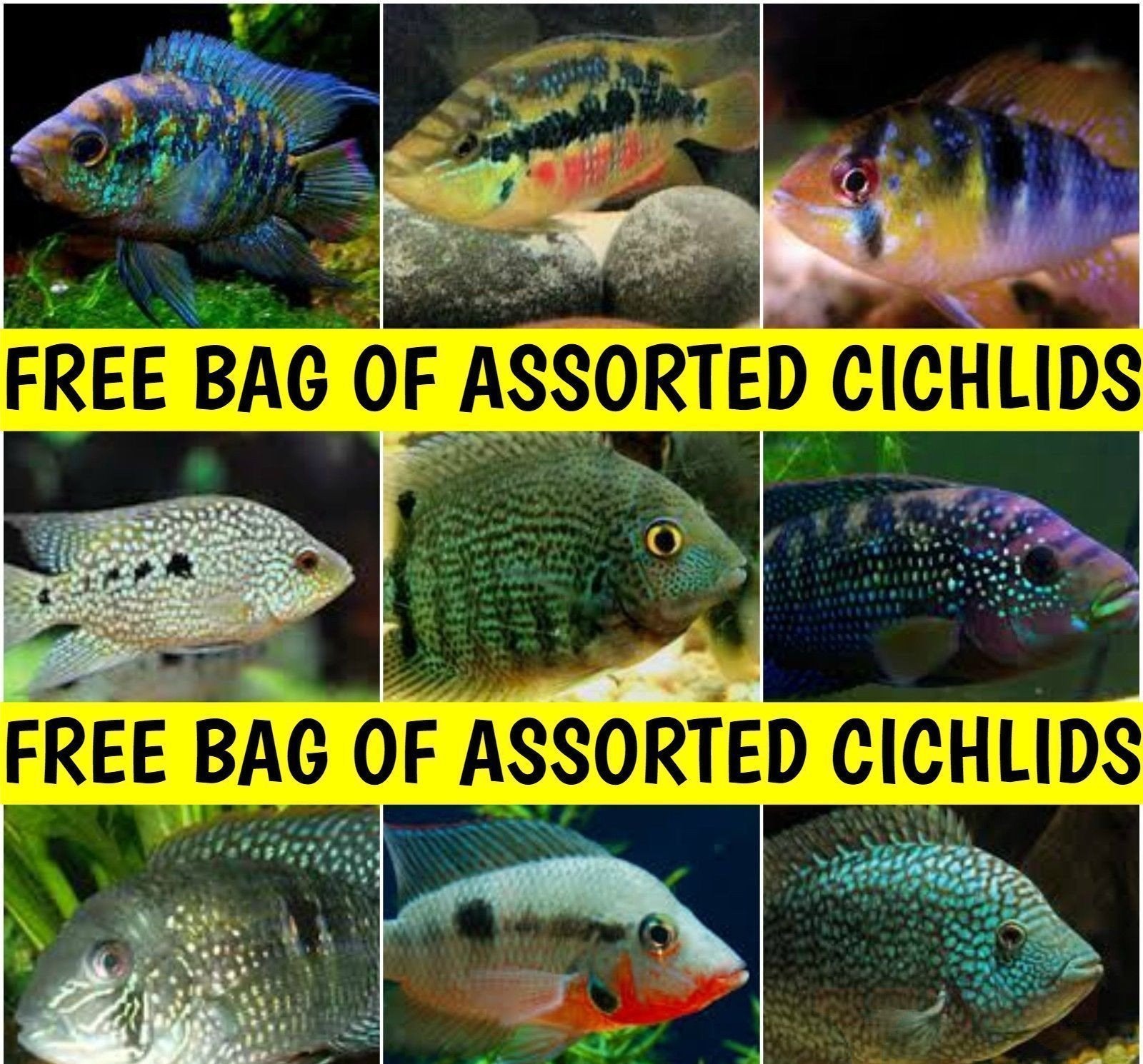 X8 Assorted Free South American Cichlids Live *Share And Receive Free*-SHARE_FREE-www.YourFishStore.com
