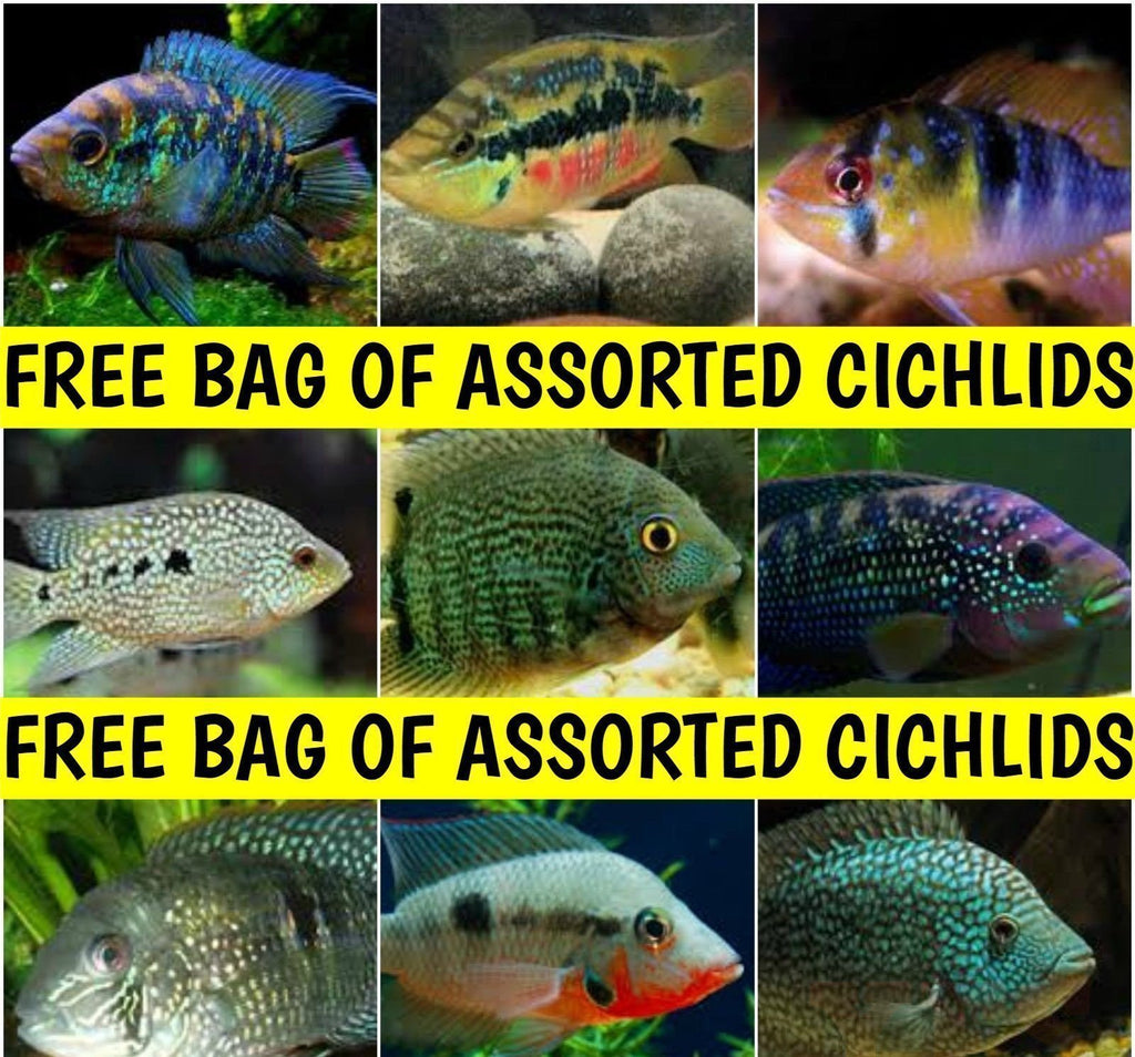 X8 Assorted Free South American Cichlids Live *Share And Receive Free*