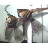 X8 Black Lace Veil Angel Fish Sm/Med 1"-2" Fresh Water-Freshwater Fish Package-www.YourFishStore.com