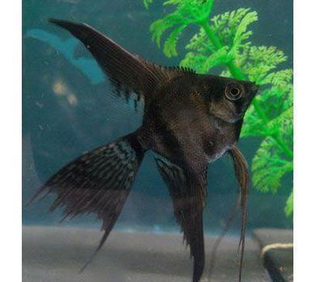 X8 Black Veil Angel Fish Sm/Med 1"-2" Fresh Water