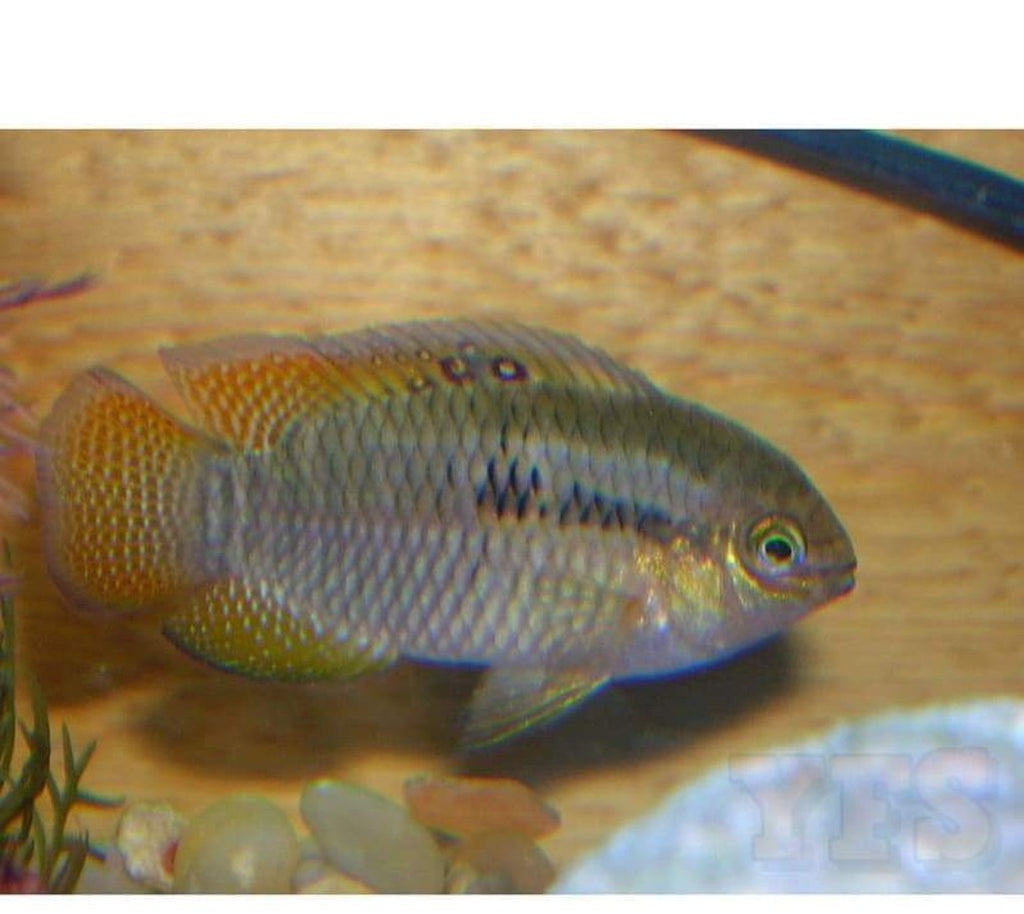 X8 Curviceps Cichlid South American Sml/Med 1"-2" Fresh Water