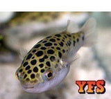 X8 Leopard Freshwater Puffer-Freshwater Fish Package-www.YourFishStore.com