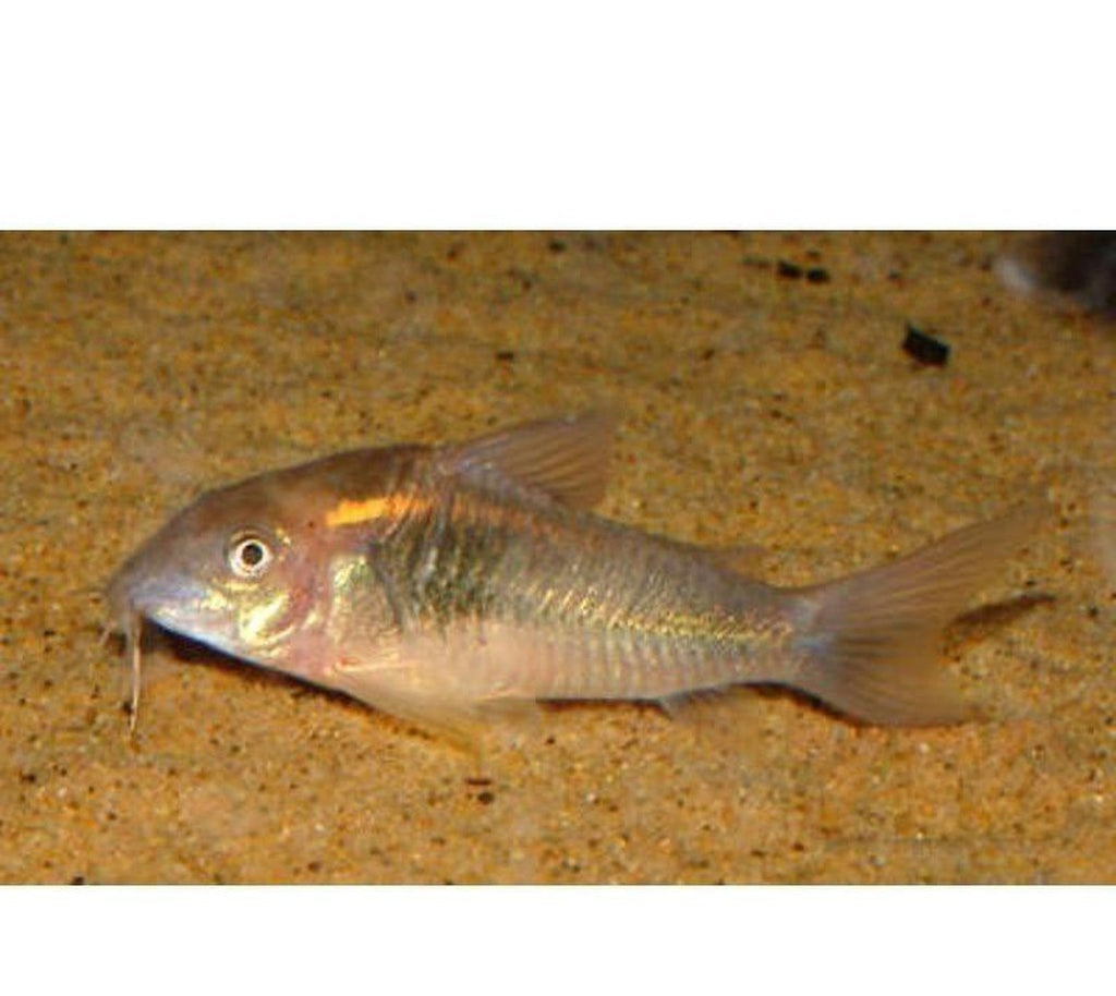 X8 Schultzei Corydoras Catfish