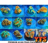 X9 Premium Assorted Acan Frag Picks-frag packages-www.YourFishStore.com