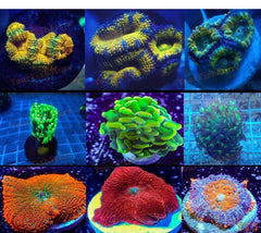 X9 Premium Frag Package - X3 Acans / X3 Hammers / X3 Mushrooms-frag packages-www.YourFishStore.com