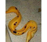 Yellow Canary Eel; Brz. - Gymnothorax miliaris - Saltwater Fish - Corals - Inverts Live-marine fish packages-www.YourFishStore.com