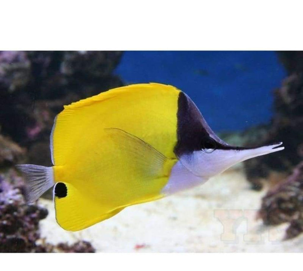 Yellow Longnose Butterfly Fish - Forcipiger - Med 2" - 3" Each Free Shipping