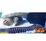 Zebra Moray Eel Saltwater Fish Med/Lrg - Saltwater Fish - Corals - Inverts Live-marine fish packages-www.YourFishStore.com