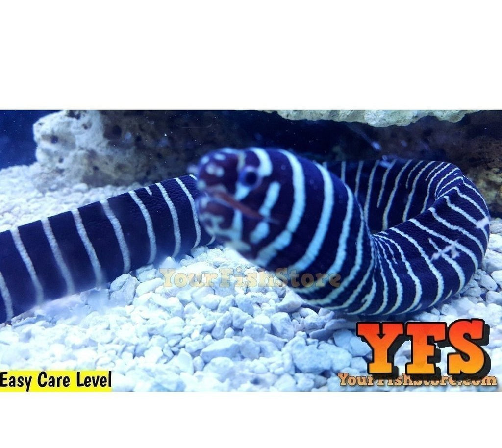 Zebra Moray Eel Saltwater Fish Med/Lrg - Saltwater Fish - Corals - Inverts Live