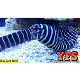 Zebra Moray Eel Saltwater Fish Med/Lrg - Saltwater Fish - Corals - Inverts Live-marine fish packages-www.YourFishStore.com