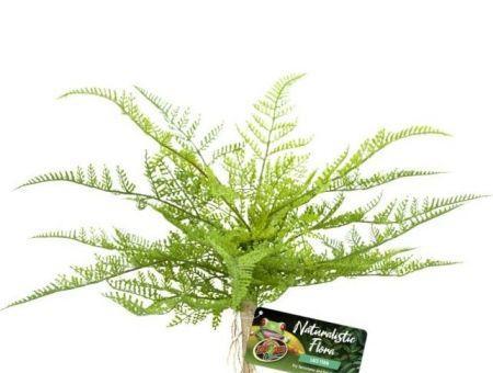 Zoo Med Naturalistic Flora Lace Fern