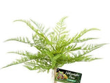 Zoo Med Naturalistic Flora Lace Fern-Reptile-www.YourFishStore.com