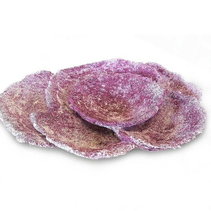 Reef Turbinaria Cup / Plate Rock 10pcs - Real Reef only $569.98