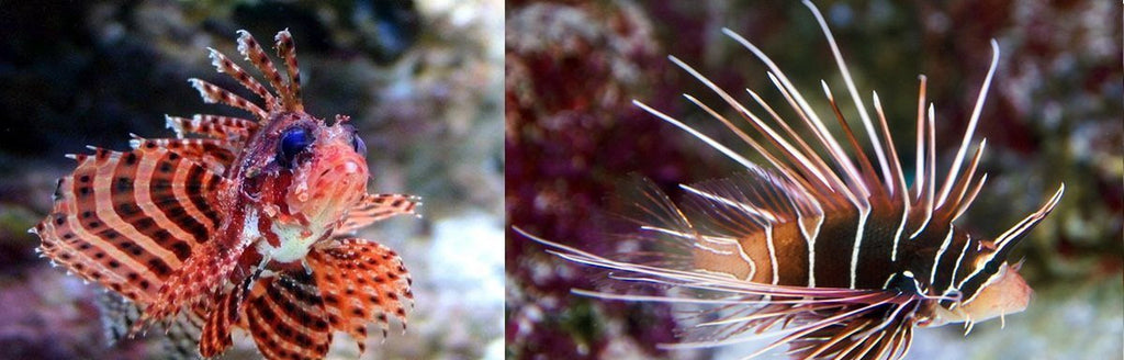 x1 Dwarf Fuzzy Lionfish Fish & x1 Radiata Lionfish Package - Med Approx 2"