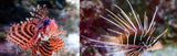 x1 Dwarf Fuzzy Lionfish Fish & x1 Radiata Lionfish Package - Med Approx 2"-marine fish packages-www.YourFishStore.com