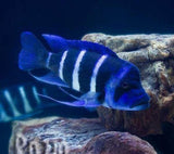 x1 Package - Mikula Frontosa Cichlid Lrg 4" - 5" Each-Cichlid - Lake Tanganyikan-www.YourFishStore.com