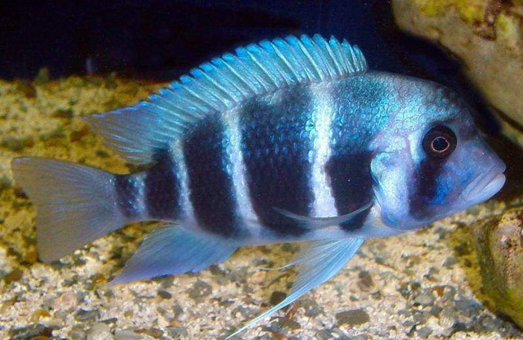 x1 Package - Mpimbwe Blue Frontosa Cichlid Xlg 5"-7" Each