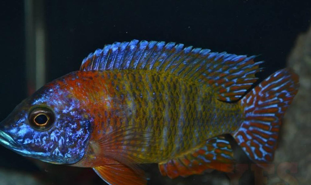 x1 Package - Red Fire Queen Peacock Cichlid Lrg 4" - 5" Each