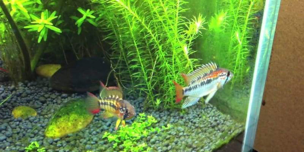 x1 Package - Red Neck Apisto. Macmasteri Cichlid Pair  Sml 1"- 1 1/2" Each (Male & Female)