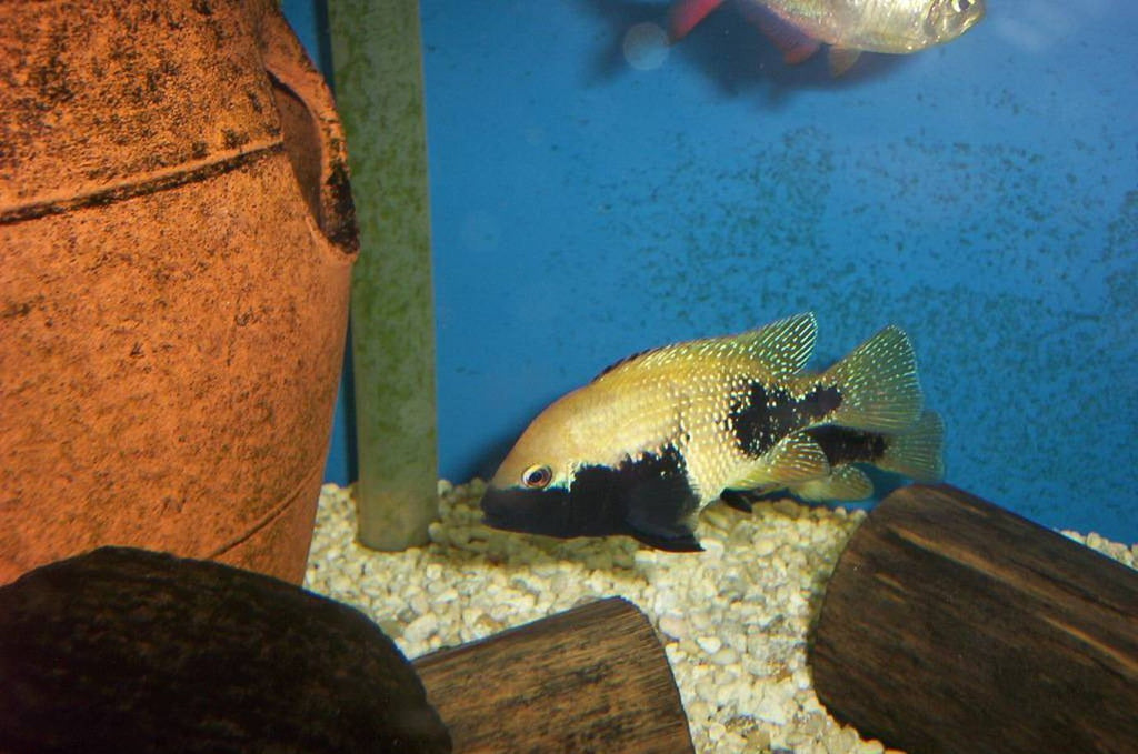 x1 Package - Yellow Herichthys Labridens Cichlid  Sml 1"- 1 1/2" Each