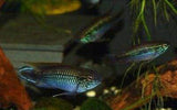 x1 Pair Package - Apistogramma Caetei Cichlid Pair-Cichlid - Apistogramma-www.YourFishStore.com